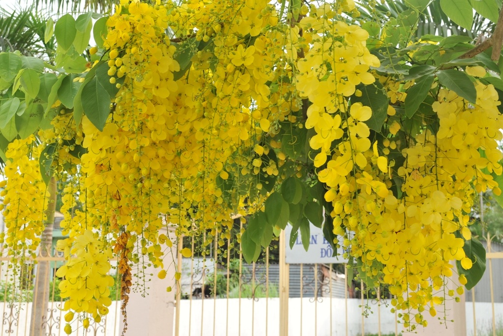 Vàng rực sắc hoa Hoàng Hậu khiến du khách "ngẩn ngơ" - 6 Du khách không sao cưỡng lại được trước sắc hoa vàng rực của loài hoa vương giả mang tên Hoàng Hậu