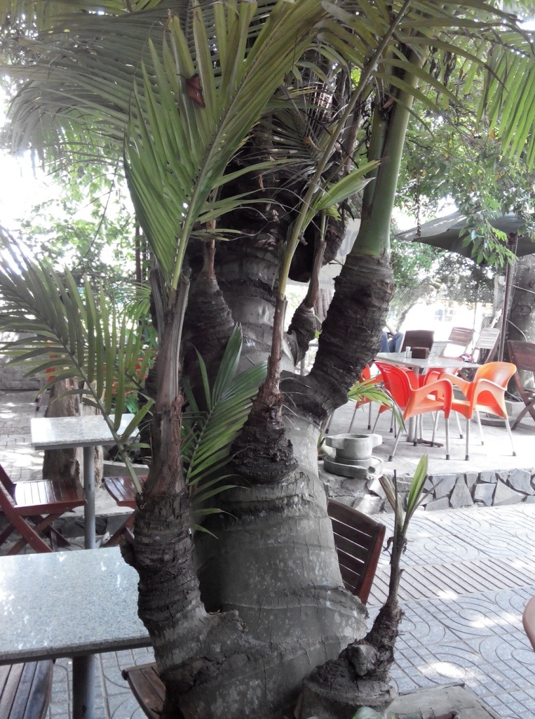 Các đọt mọc ra từ thân dừa, từ gốc đến ngọn