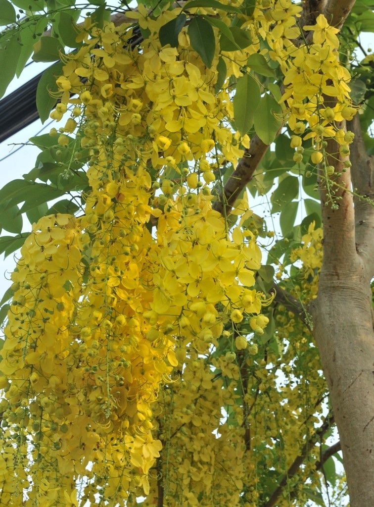 Vàng rực sắc hoa Hoàng Hậu khiến du khách "ngẩn ngơ" - 7 Hoa mọc từ thân, từ cành...