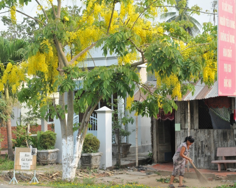 Vàng rực sắc hoa Hoàng Hậu khiến du khách "ngẩn ngơ" - 3 Khoảng 5 -6 năm trở lại đây hoa Hoàng Hậu đã gắn bó với người dân