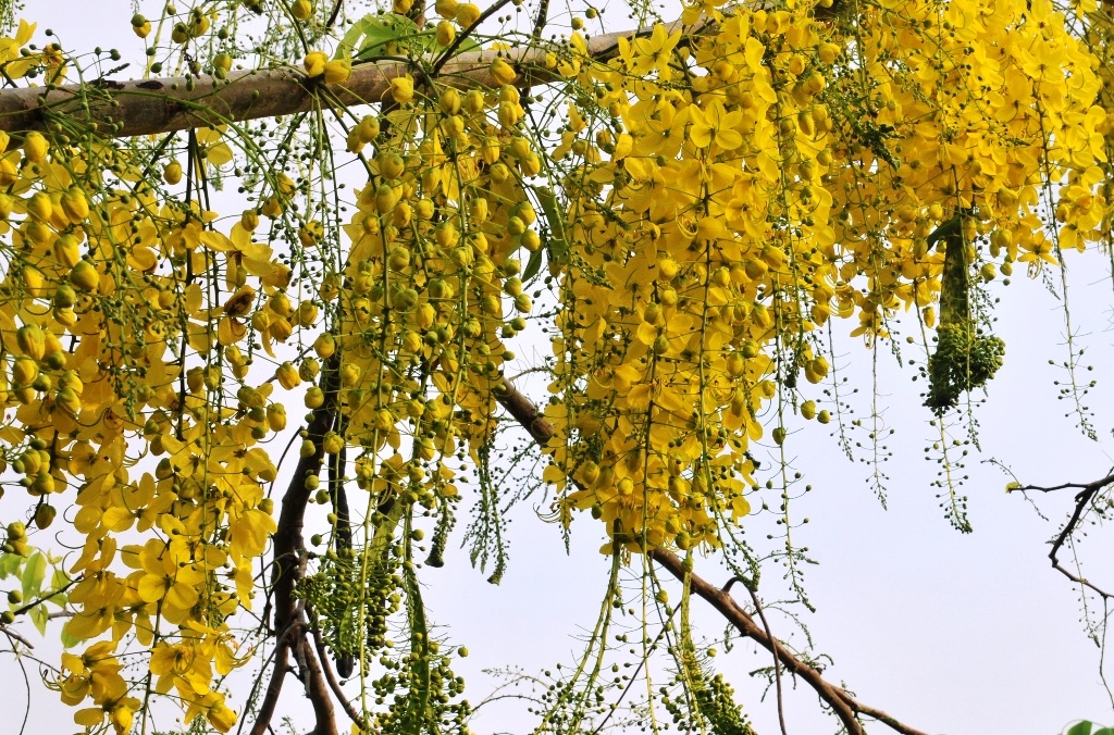 Vàng rực sắc hoa Hoàng Hậu khiến du khách "ngẩn ngơ" - 5 Du khách không sao cưỡng lại được trước sắc hoa vàng rực của loài hoa vương giả mang tên Hoàng Hậu