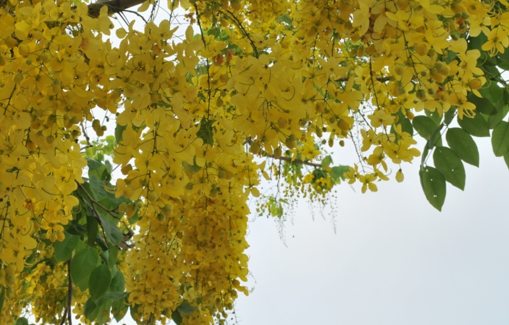 Vàng rực sắc hoa Hoàng Hậu khiến du khách "ngẩn ngơ" - 8 Hoa Hoàng Hậu ngoài giống hoa có màu vàng óng thì có giống màu vàng nhạt như thế này