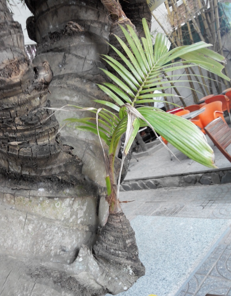 Như một cây dừa con