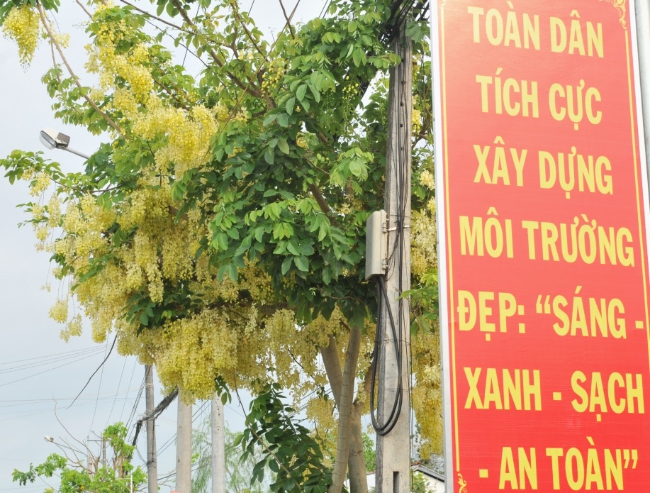 Vàng rực sắc hoa Hoàng Hậu khiến du khách "ngẩn ngơ" - 9 Hoa Hoàng Hậu ngoài giống hoa có màu vàng óng thì có giống màu vàng nhạt như thế này