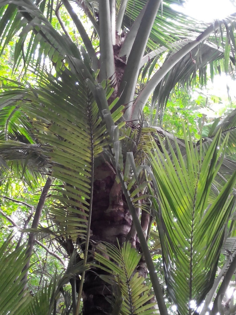 Phần đọt đang nhú thêm nhiều đọt nhỏ