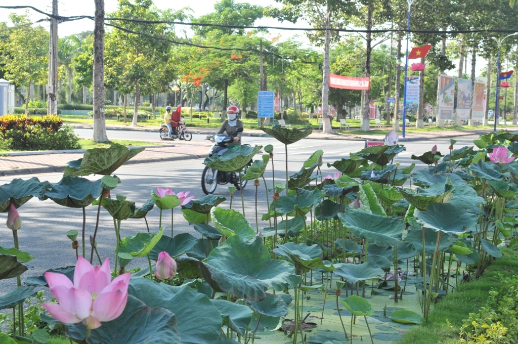 Ngỡ ngàng ngắm hoa sen nở giữa phố mừng sinh nhật Bác - 3 Giữa những khoảng trống cây cổ thụ là những ao sen mềm mại bung nụ