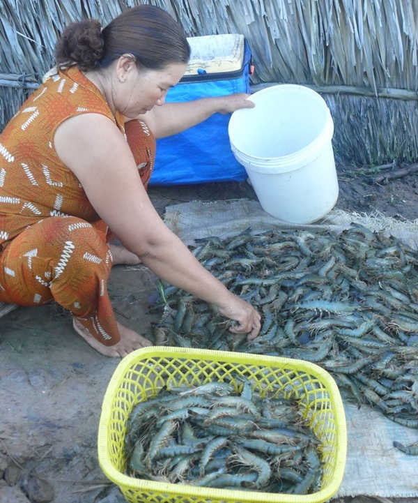 Cánh đồng tôm lớn giúp nông dân "bỏ túi" 60 - 80 triệu đồng/ha - 2 Nuôi tôm trong cánh đồng lớn nông dân không còn lo đầu ra khi thu hoạch tôm