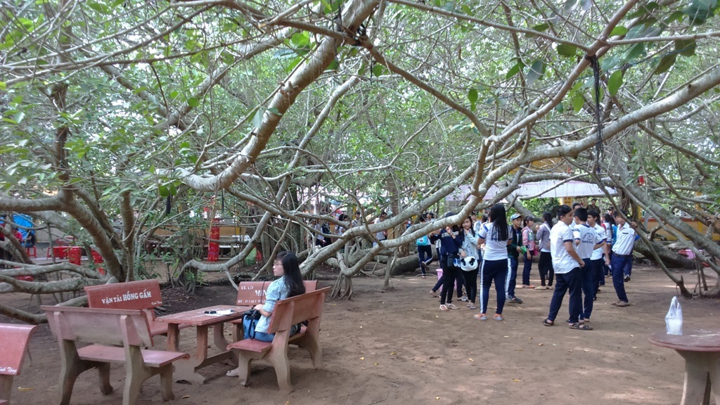 Giàn gừa trăm năm tuổi "kỳ quái" ở miền Tây - 4 Cành, nhánh đan xen, chằng chịt...