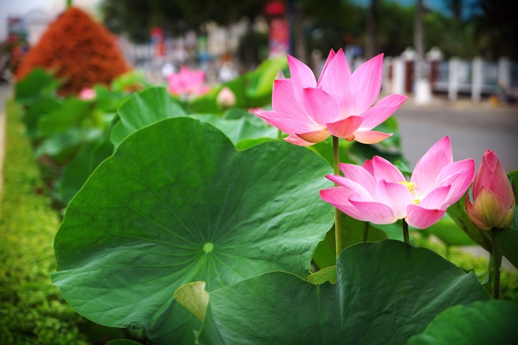 Ngỡ ngàng ngắm hoa sen nở giữa phố mừng sinh nhật Bác - 8 Hoa sen nở mừng sinh nhật Bác.