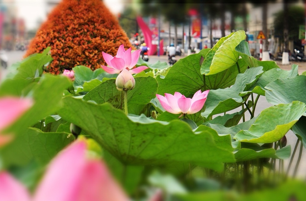 Ngỡ ngàng ngắm hoa sen nở giữa phố mừng sinh nhật Bác - 9 Những thiếu nữ e ấp tạo dáng bên hoa sen (Ảnh: Minh Thành)