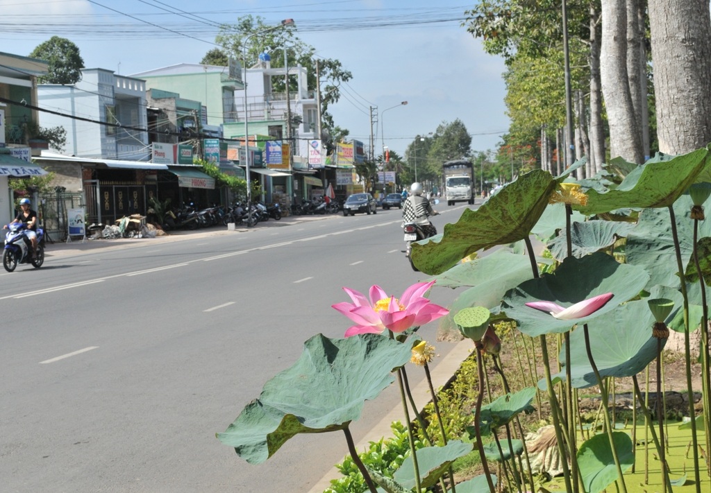Ngỡ ngàng ngắm hoa sen nở giữa phố mừng sinh nhật Bác - 5 Sen trên đường Phạm Hữu Lầu - phường 4