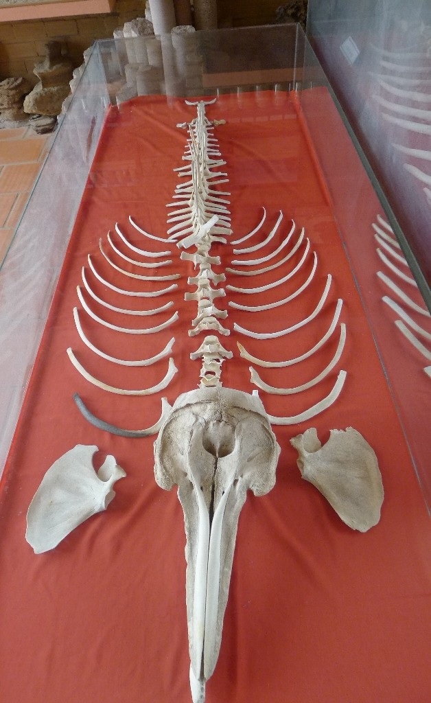 Xương cá bò biển