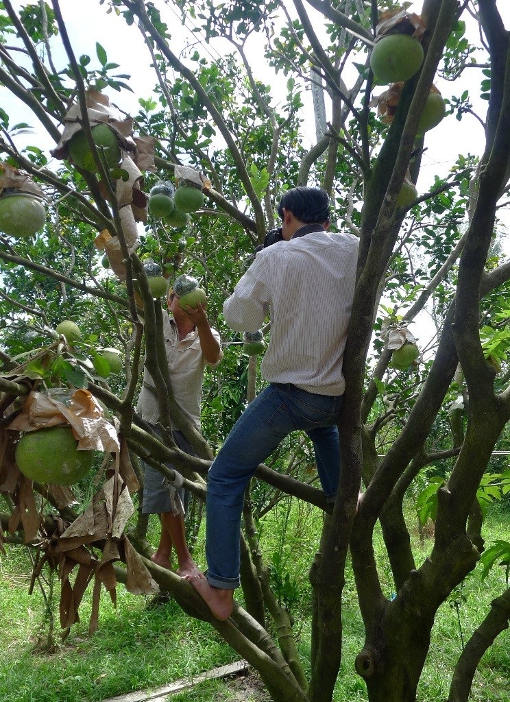 "Rùng mình" nhìn nhà báo miền Tây tác nghiệp - 1 Để có bức ảnh đẹp, phóng viên không ngại leo cây