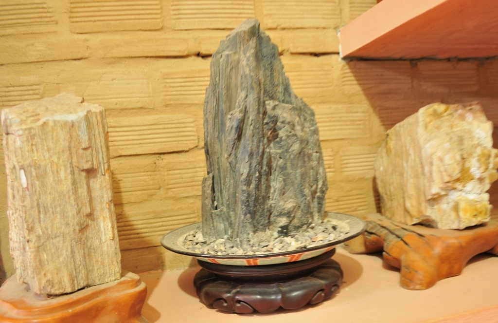 Những khối gỗ hóa thạch độc đáo