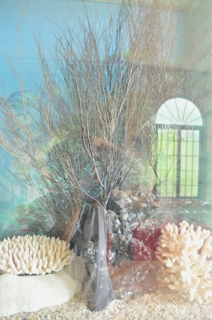 Những loại san hô đặc biệt của Phú Quốc