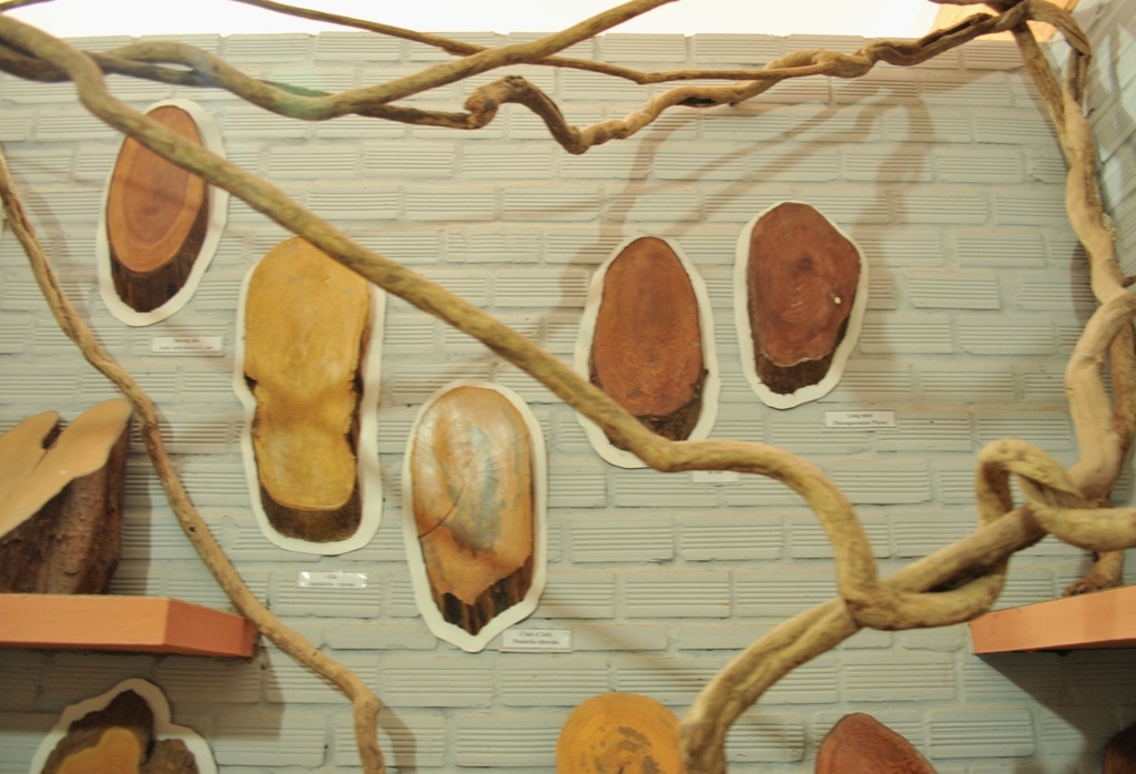 Các thớt gỗ tự nhiên 