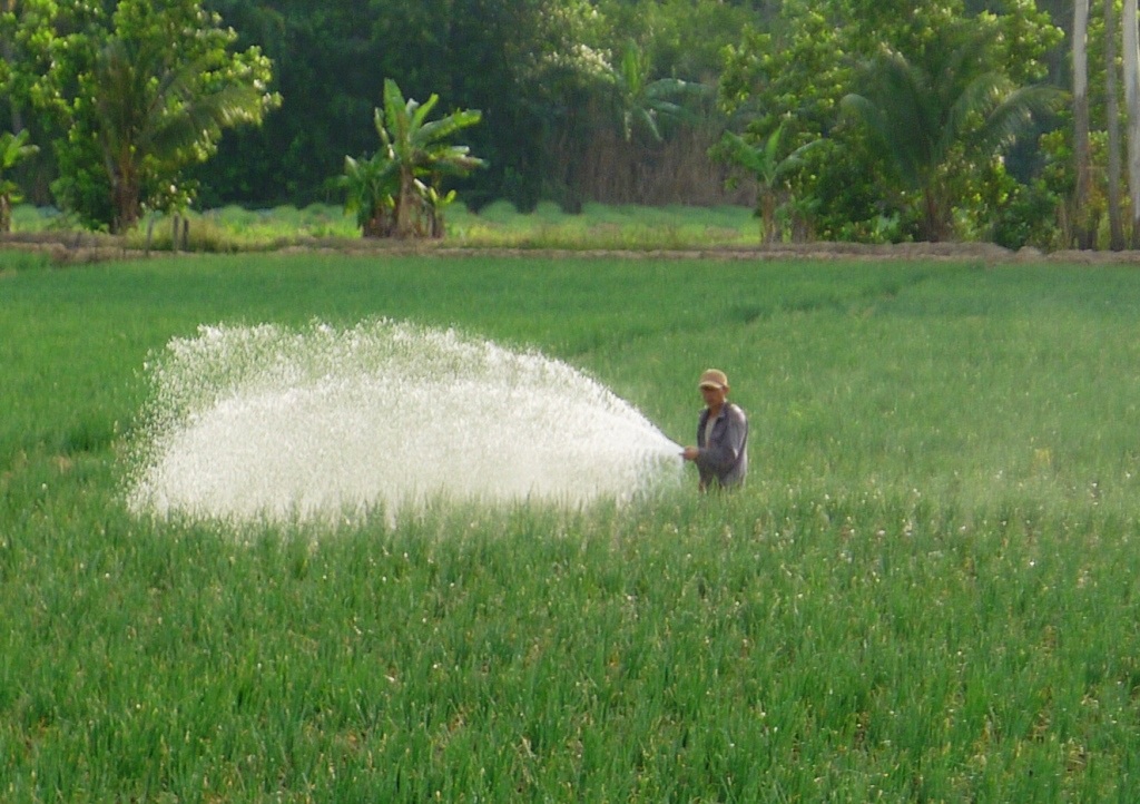 Hành lá… đang hái ra tiền