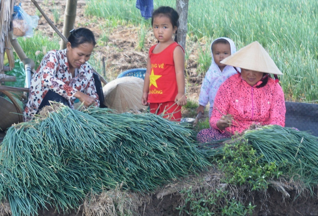 Hiện nay thương lái thu mua khoảng 13.000đồng/kg hành lá và giá vẫn đang trên đà tăng