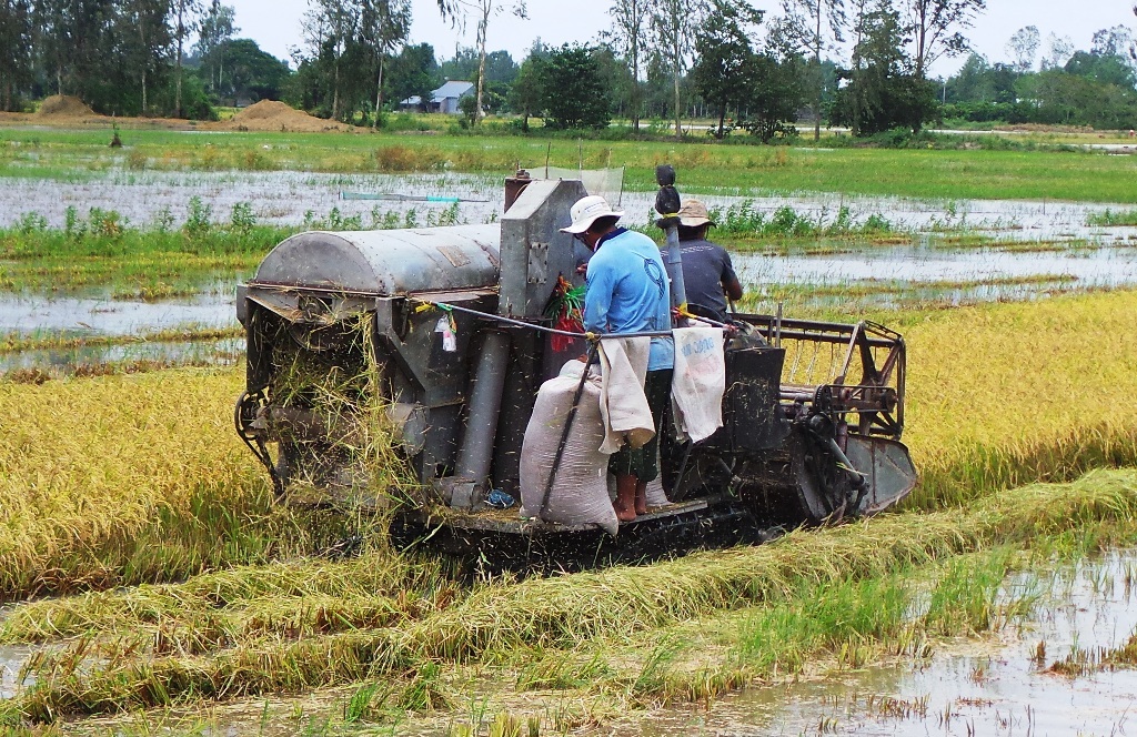 Thu hoạch vụ hè thu: Nông dân, chủ máy gặt thất thu vì mưa dầm - 1 Do mưa nhiều ngày qua, nhiều cánh đồng lúa vụ hè thu ở ĐBSCL bị ngập nước lênh láng thế này
