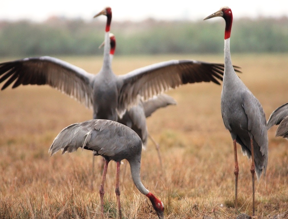 Vườn quốc gia Tràm Chim sẽ có bảo tàng trứng chim, khu cá đồng qui mô lớn