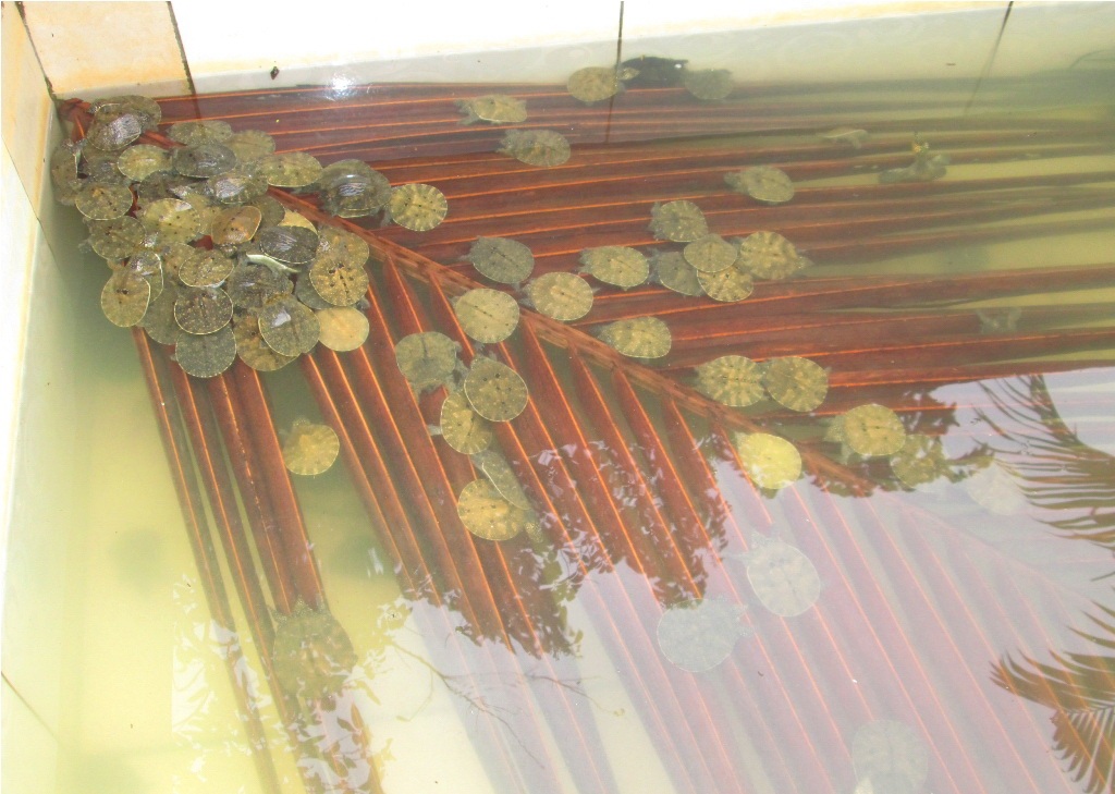 Cua
đinh giống như thế này có giá bán 500.000 đồng/con.