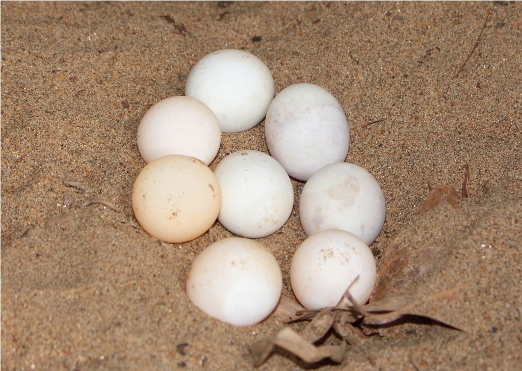 Con cua đinh nặng 35kg của ông Đinh Văn Thủ