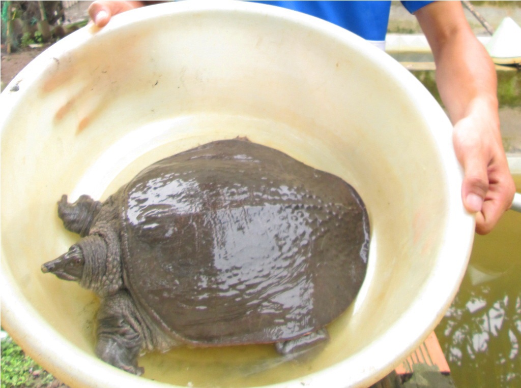 Sau
gần 10 năm muôi cua đinh sẽ có trọng lượng từ 20 - 30 kg/con.