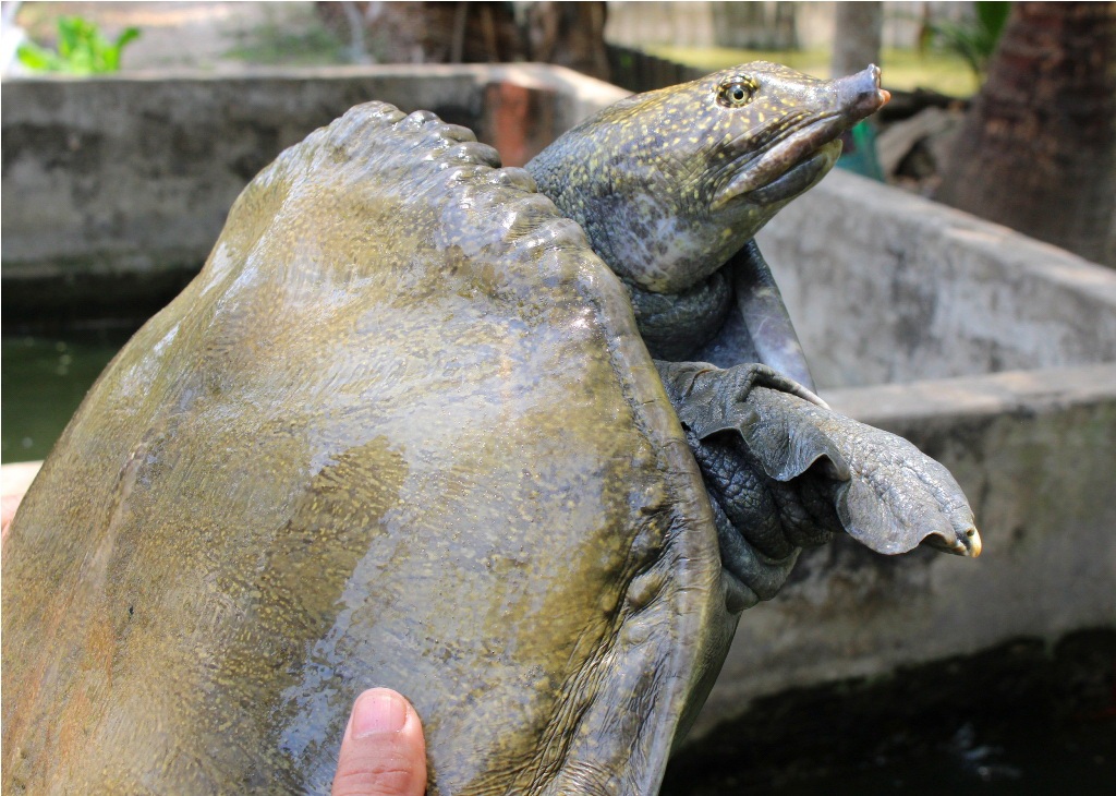 Đây là con cua đinh của ông Thủ có trọng lượng trên 35 kg.