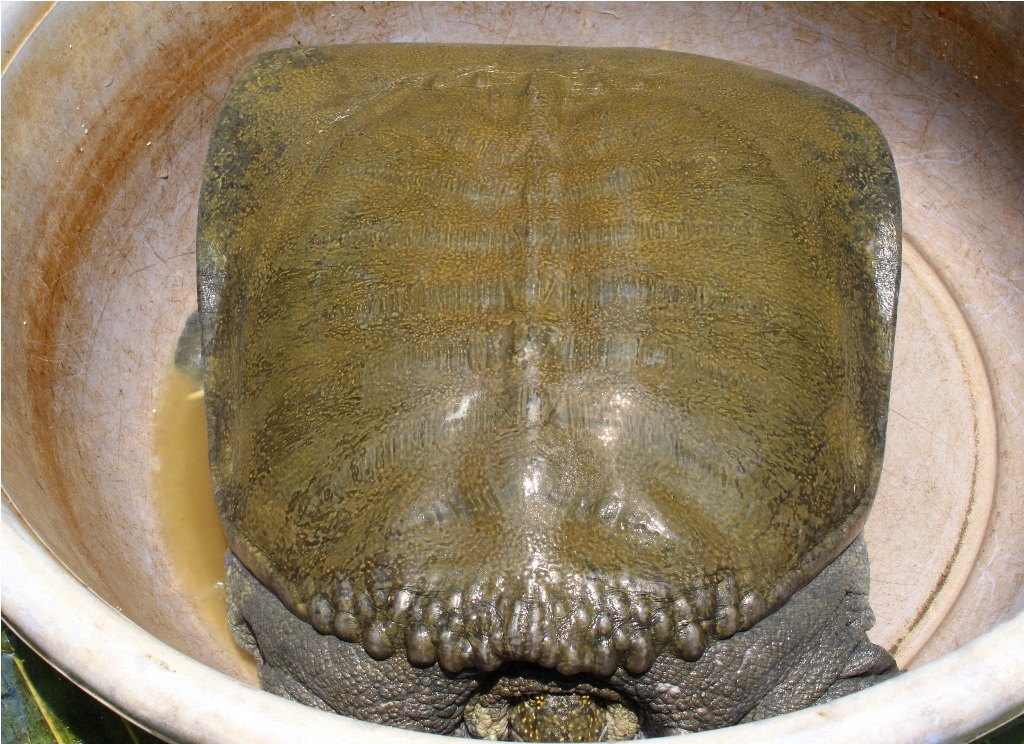 Đây là con cua đinh của ông Thủ có trọng lượng trên 35 kg.