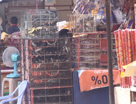 Trước khi được phóng sinh, các chú chim cứ bị bắt đi bắt lại và nhốt vào lồng trông đến tội nghiệp