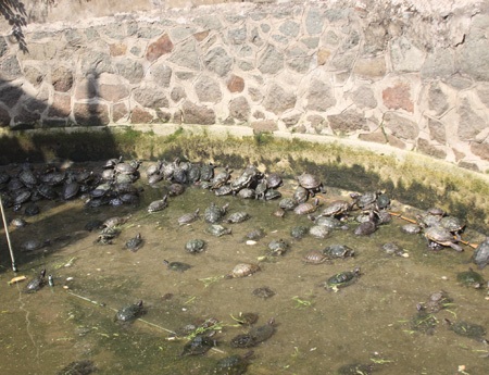 Trước khi được phóng sinh, các chú chim cứ bị bắt đi bắt lại và nhốt vào lồng trông đến tội nghiệp