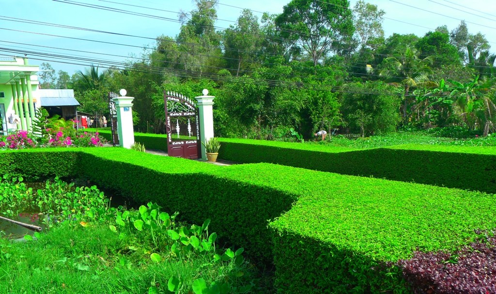 Chiêm ngưỡng những "hàng rào xanh" mát mắt ở miền Tây - 9
Đúng với chất nông thôn Nam Bộ