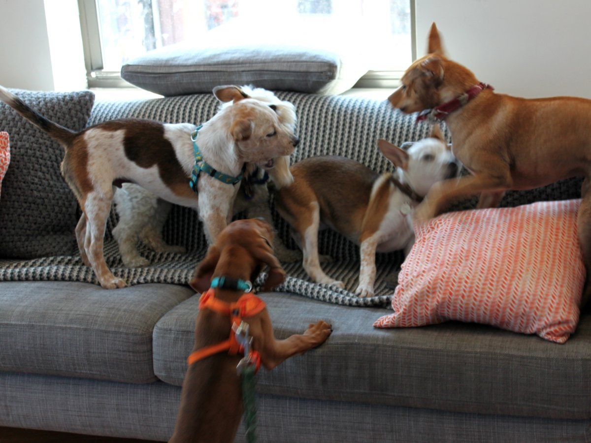 the-office-pups-can-mostly-roam-freely-but-employees-must-abide-by-off-leash-hours-to-keep-things-from-completely-going-to-the-dogs-1482139028550