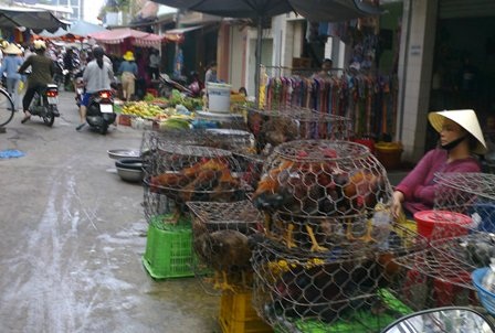 Truy quét gia cầm lậu sắp “đổ bộ” vào dịp tết - 1 Gia cầm sống vẫn được bán công khai tại nhiều điểm chợ
