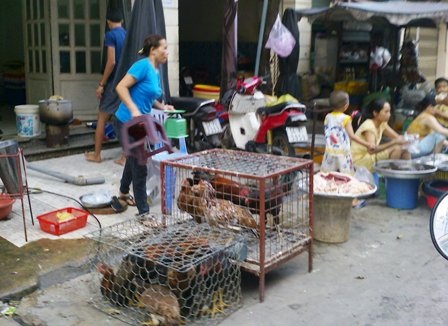 Ngăn chặn dịch bệnh xâm nhập từ gia súc, gia cầm lậu - 1 Gia cầm lậu đang đe dọa lây lan và phát tán dịch bệnh trên địa bàn TPHCM