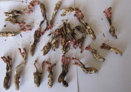 5 người nhập viện sau khi nhậu nhộng ve sầu - 1 Nhộng ve sầu nhiễm nấm sẽ khiến người ăn bị ngộ độc