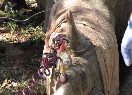 Bơm chất độc vào sừng tê giác để cứu loài vật đang bên bờ tuyệt chủng - 4 Sau đó là quá trình bơm chất độc.