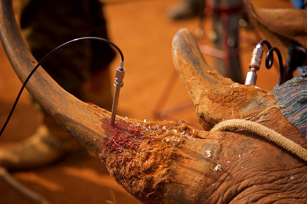 Sừng tê giác sẽ bị nhiễm độc có hại đối với con người