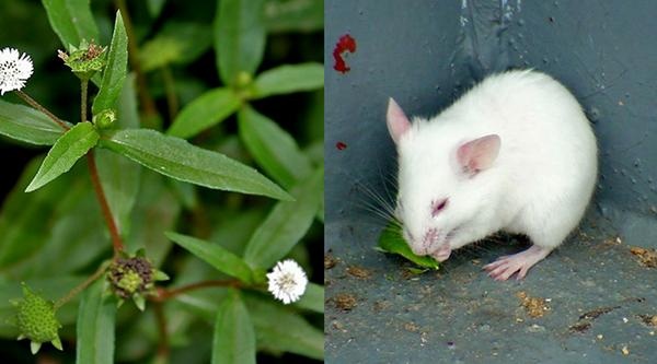 Cỏ mực - thảo dược lương huyết có trong Ô Mộc Khang giúp “chặn đứng” tóc bạc sớm - 3 Cỏ mực - thảo dược lương huyết có trong Ô Mộc Khang giúp “chặn đứng” tóc bạc sớm - 3