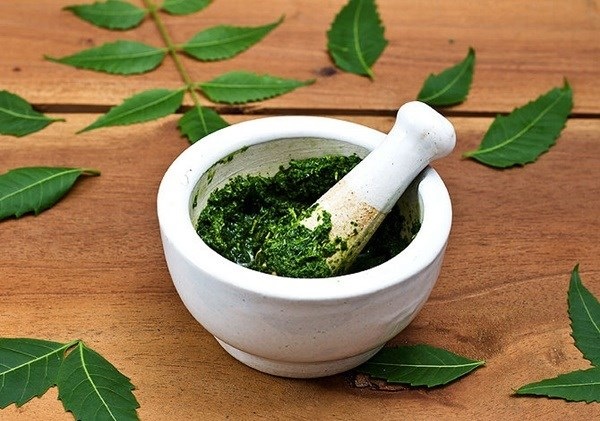 Cỏ mực - thảo dược lương huyết có trong Ô Mộc Khang giúp “chặn đứng” tóc bạc sớm - 4 Bài thuốc số 2: