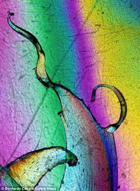 Vẻ đẹp không tưởng đến từ… một mẩu nilon - 6 Những
màu sắc tuyệt đẹp từ mảnh túi nilon.