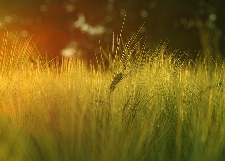 Nữ diễn viên kiêm người mẫu Rebecca Schaeffer bị giết hại vào ngày 18/7/1989