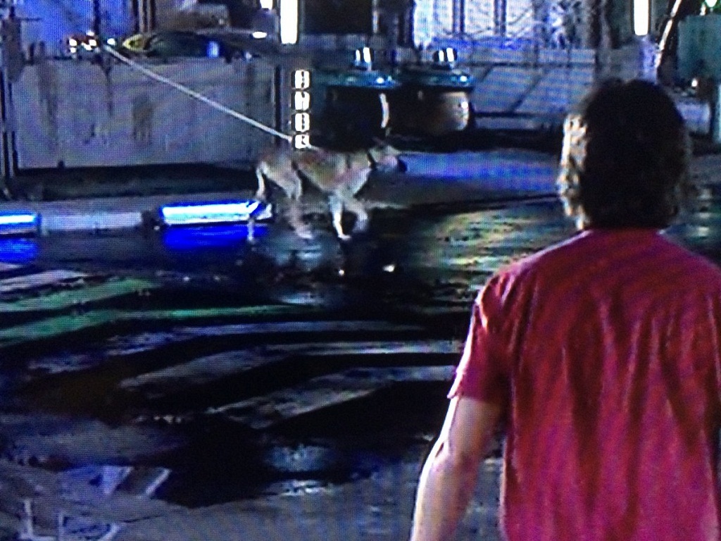 Chúng ta cũng chưa có những
chiếc máy tự động dắt chó đi dạo.