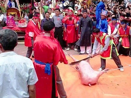 Bạo lực ở lễ hội: Do trót phục dựng... (!) - 2 Dân làng Ném Thượng (huyện Tiên Du, tỉnh Bắc Ninh) thực hiện nghi thức chém lợn gây nhiều tranh cãi