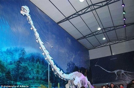 Tìm thấy xương khủng long cổ dài ở Trung Quốc - 3 Bộ
xương được tái dựng của Rồng Kỳ Giang hiện đang được trưng bày trong Viện bảo
tàng Kỳ Giang.