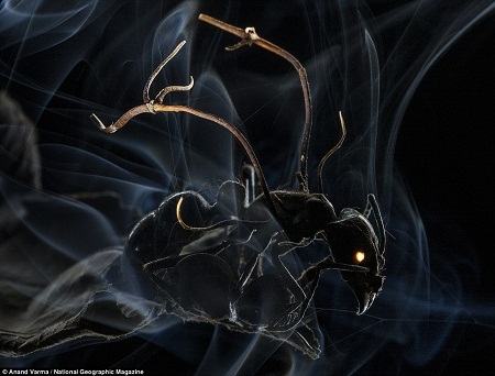 Giải
nhất ảnh bộ ở hạng mục Ảnh Thiên nhiên - Anand Varma (Mỹ):