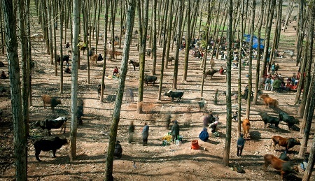 Giải
nhất ảnh đơn ở hạng mục Cuộc sống thường nhật (Daily Life) - Cai Sheng Xiang
(Trung Quốc):