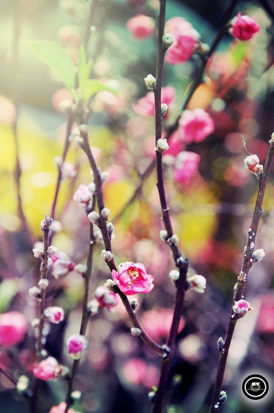 Bức ảnh hoa đào do