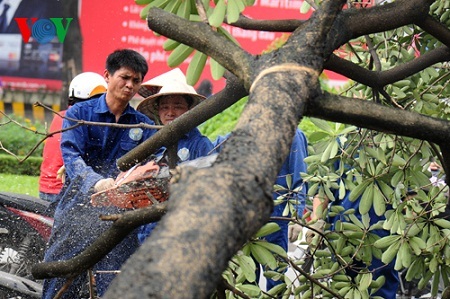 Sẽ ra mắt bộ phim tài liệu “6.700 người vì 6.700 cây xanh” - 3 Các cây bị đốn đa số là hoa sữa trên phố Nguyễn Chí Thanh (Ảnh: Quang Trung).