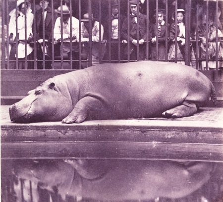 Bức
“Hà mã ở công viên”